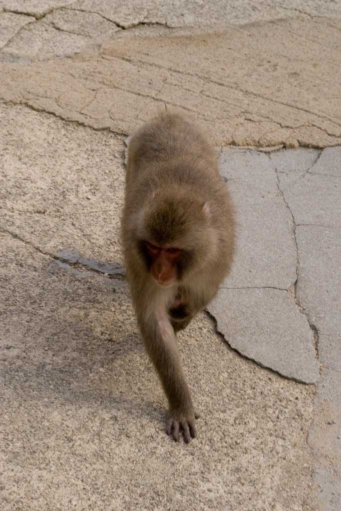 A monkey patrols near the top of Mt. Miyajima