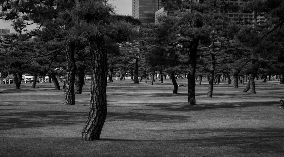 Trees and shadows in the Kokyo Gaien National Garden